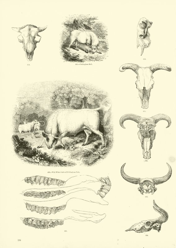 Seite aus dem Bildmuseum der belebten Natur von English School