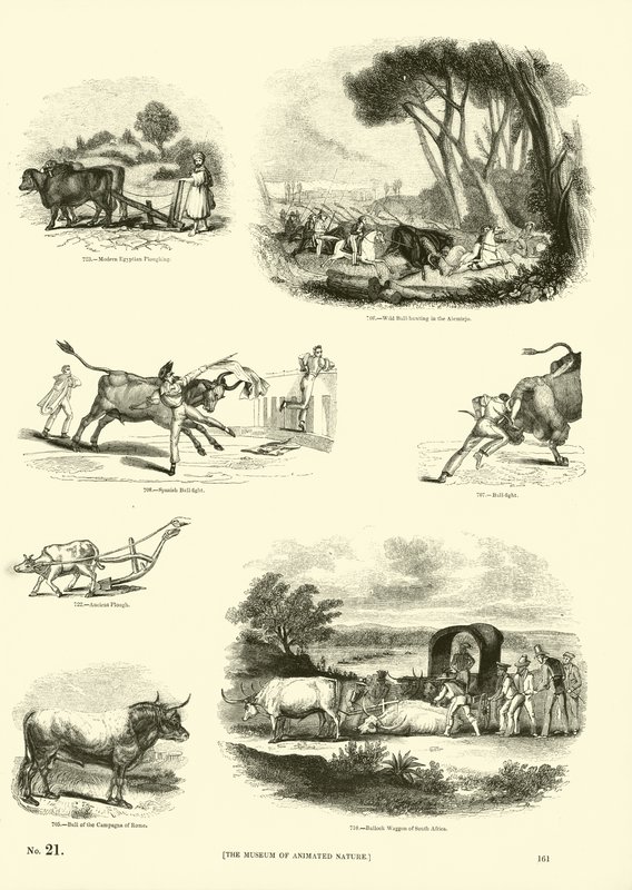 Seite aus dem Bildmuseum der belebten Natur von English School
