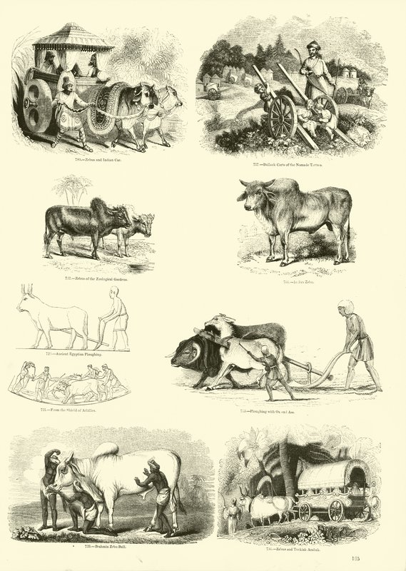 Seite aus dem Bildmuseum der belebten Natur von English School