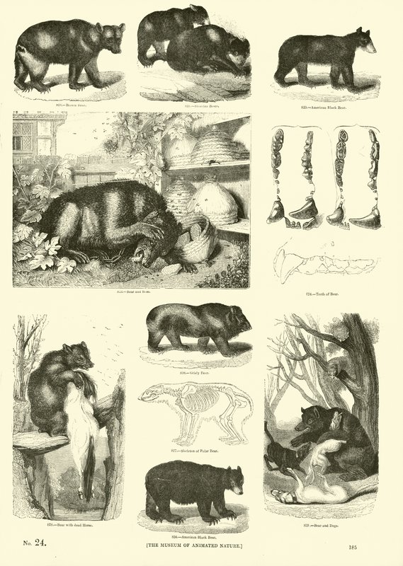 Seite aus dem Bildmuseum der belebten Natur von English School
