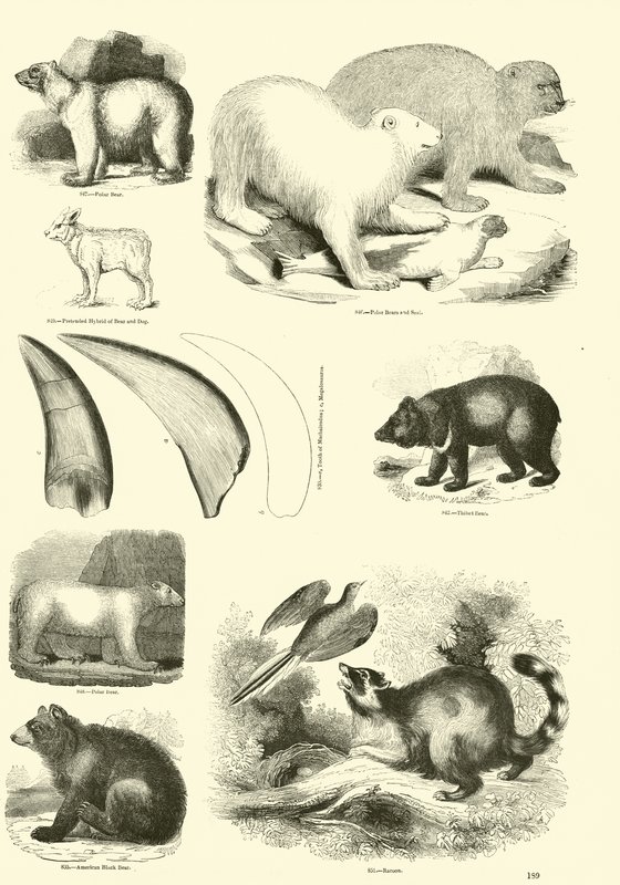 Seite aus dem Bildmuseum der belebten Natur von English School