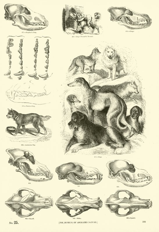 Seite aus dem Bildmuseum der belebten Natur von English School