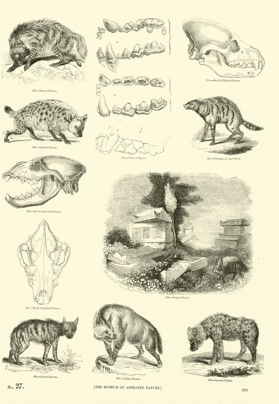 Seite aus dem Bildmuseum der belebten Natur von English School