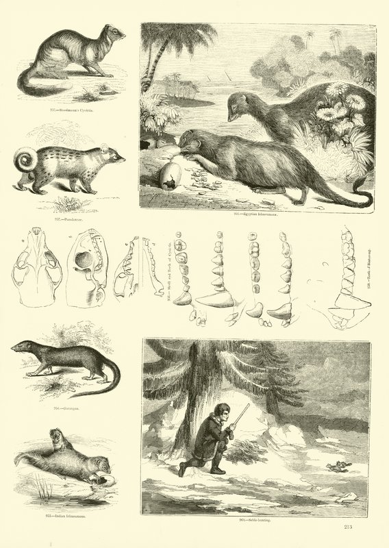 Seite aus dem Bildmuseum der belebten Natur von English School