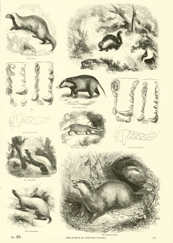 Seite aus dem Bildmuseum der belebten Natur von English School