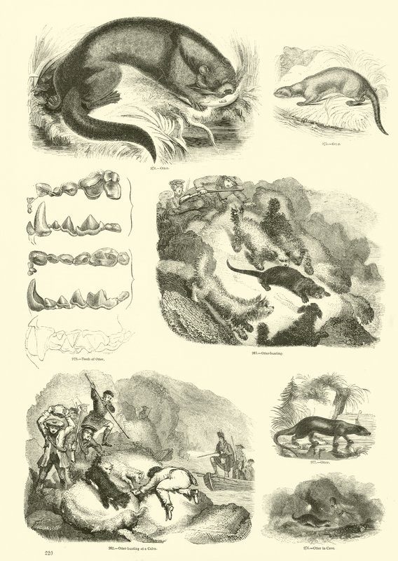 Seite aus dem Bildmuseum der belebten Natur von English School
