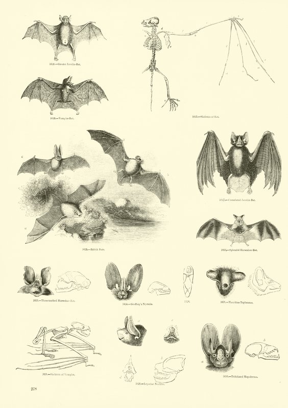 Seite aus dem Bildmuseum der belebten Natur von English School
