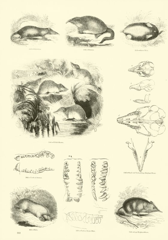 Seite aus dem Bildmuseum der belebten Natur von English School