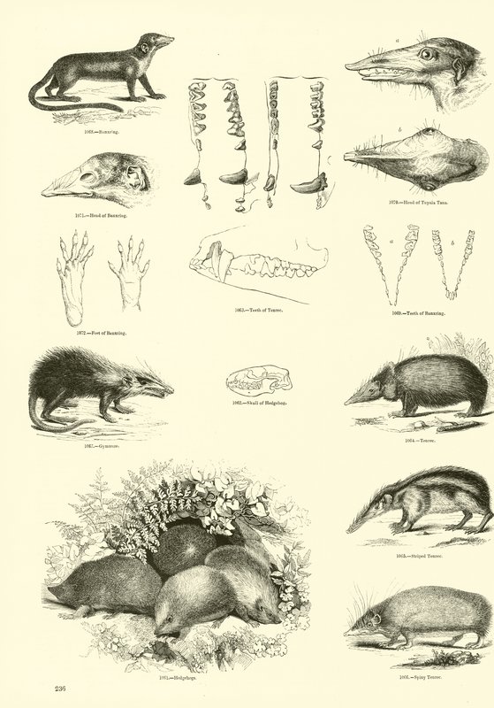 Seite aus dem Bildmuseum der belebten Natur von English School