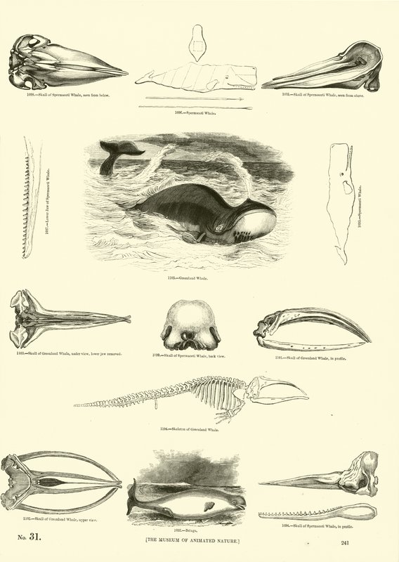Seite aus dem Bildmuseum der belebten Natur von English School