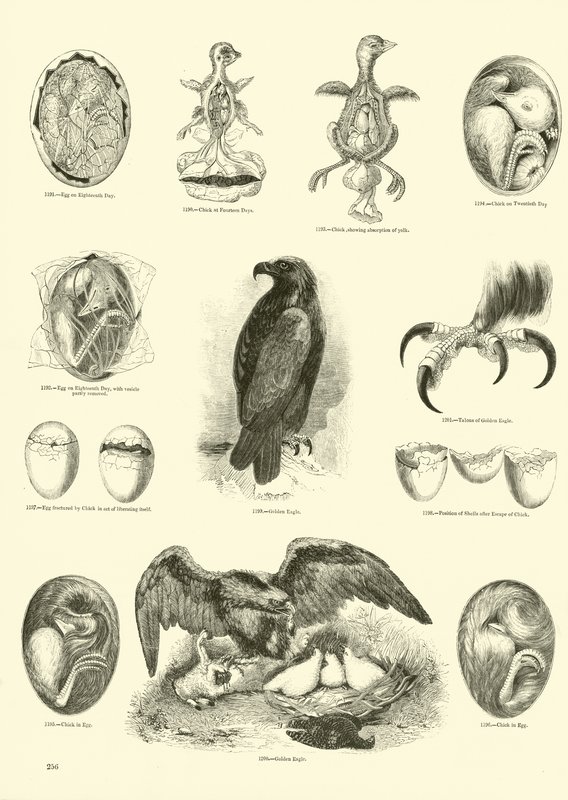 Seite aus dem Bildmuseum der belebten Natur von English School