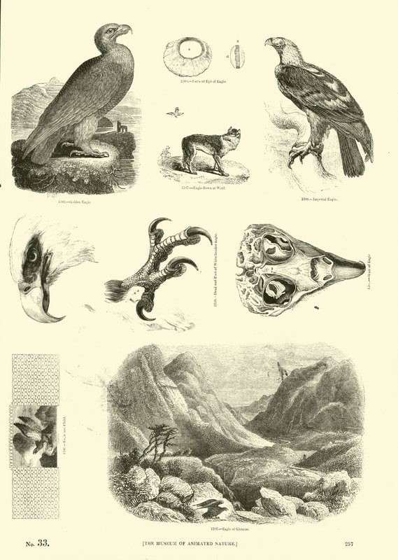 Seite aus dem Bildmuseum der belebten Natur von English School