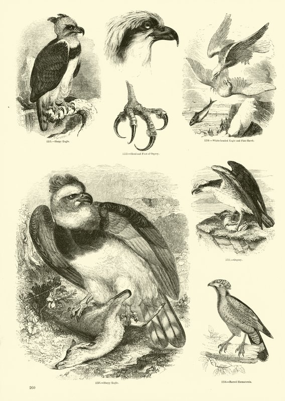 Seite aus dem Bildmuseum der belebten Natur von English School