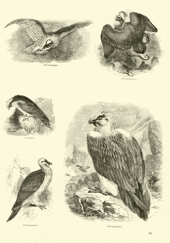 Seite aus dem Bildmuseum der belebten Natur von English School