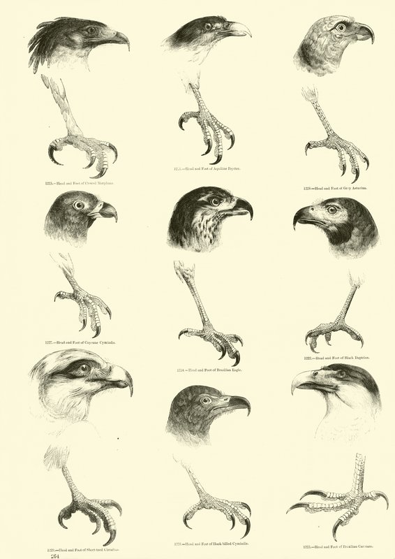 Seite aus dem Bildmuseum der belebten Natur von English School