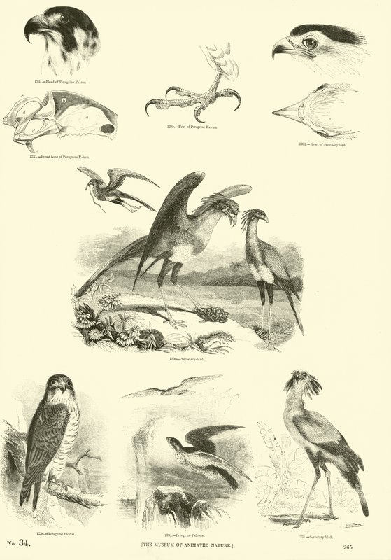 Seite aus dem Bildmuseum der belebten Natur von English School