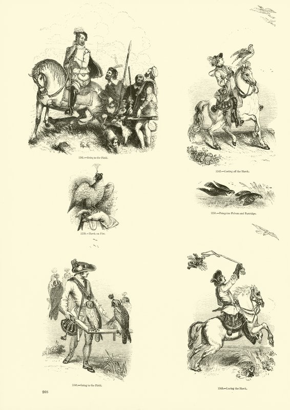 Seite aus dem Bildmuseum der belebten Natur von English School