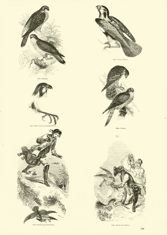 Seite aus dem Bildmuseum der belebten Natur von English School