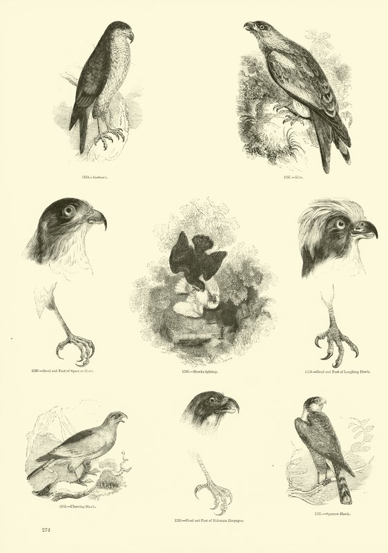 Seite aus dem Bildmuseum der belebten Natur von English School