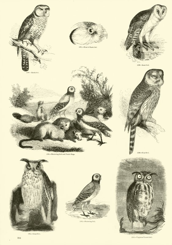 Seite aus dem Bildmuseum der belebten Natur von English School