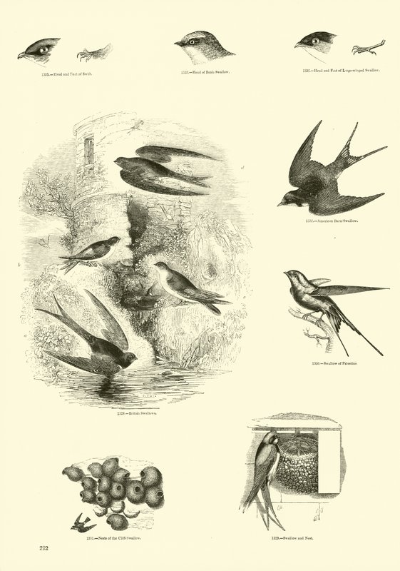 Seite aus dem Bildmuseum der belebten Natur von English School