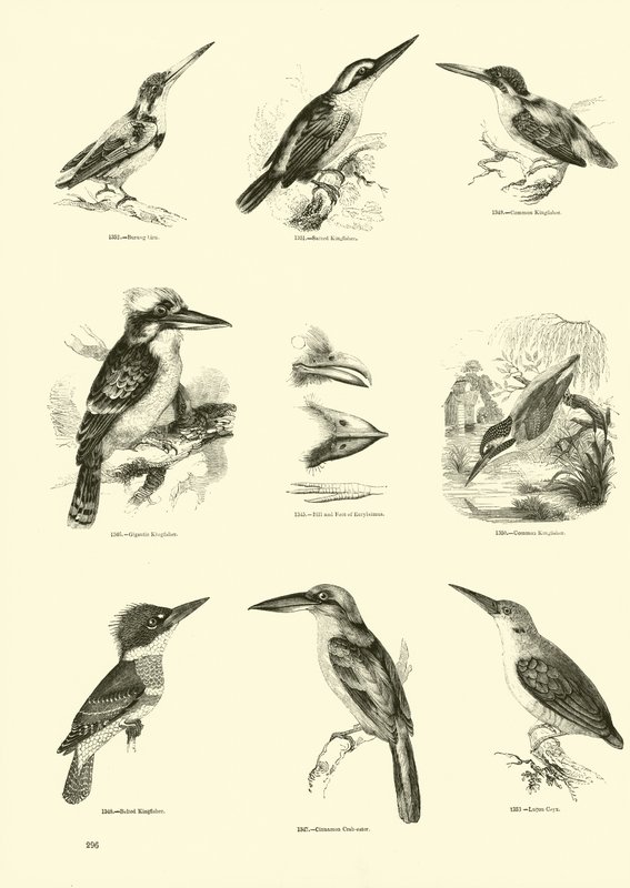 Seite aus dem Bildmuseum der belebten Natur von English School
