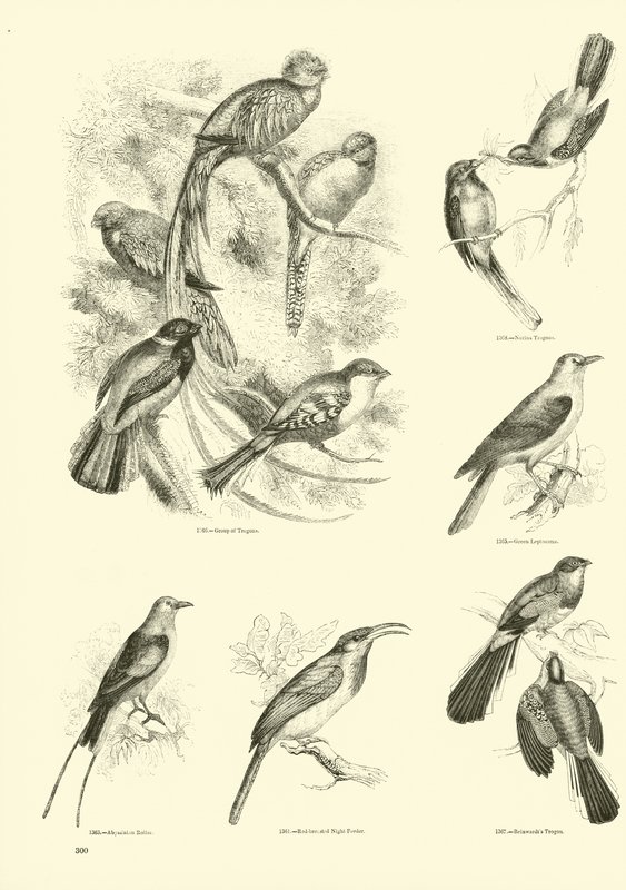Seite aus dem Bildmuseum der belebten Natur von English School