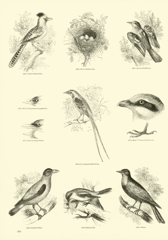 Seite aus dem Bildmuseum der belebten Natur von English School