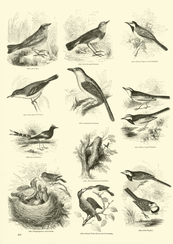 Seite aus dem Bildmuseum der belebten Natur von English School