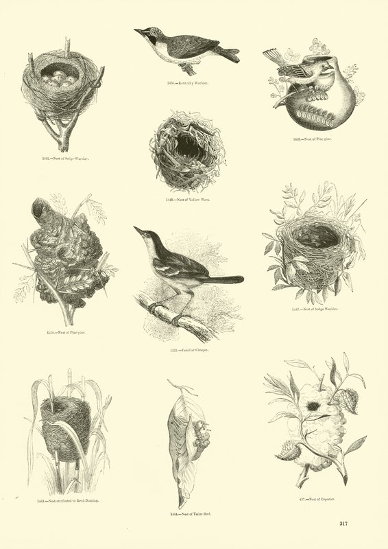Seite aus dem Bildmuseum der belebten Natur von English School