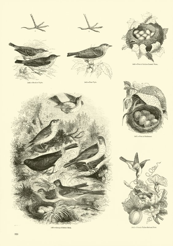 Seite aus dem Bildmuseum der belebten Natur von English School