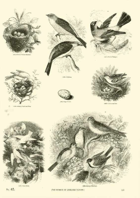Seite aus dem Bildmuseum der belebten Natur von English School