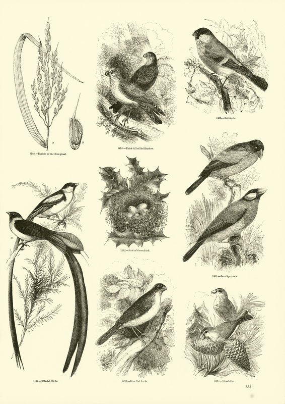Seite aus dem Bildmuseum der belebten Natur von English School