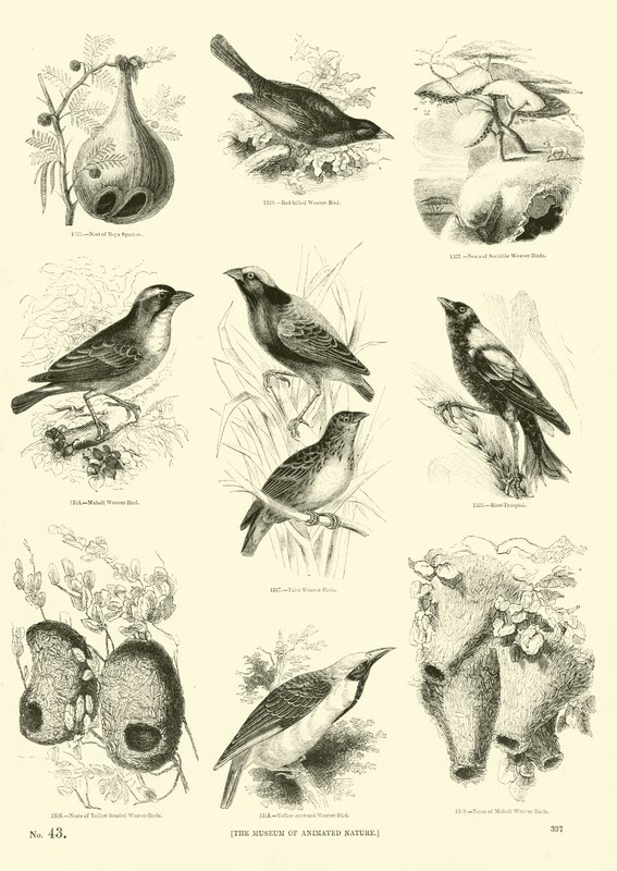 Seite aus dem Bildmuseum der belebten Natur von English School
