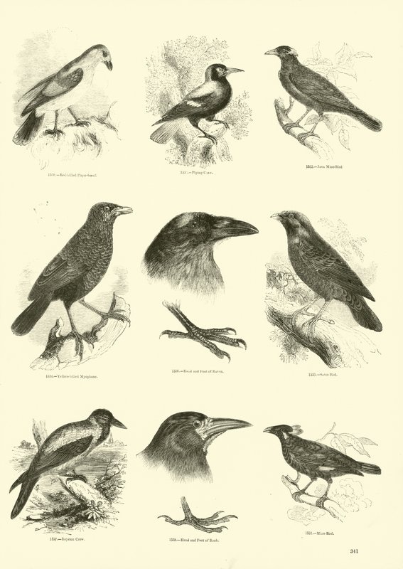 Seite aus dem Bildmuseum der belebten Natur von English School