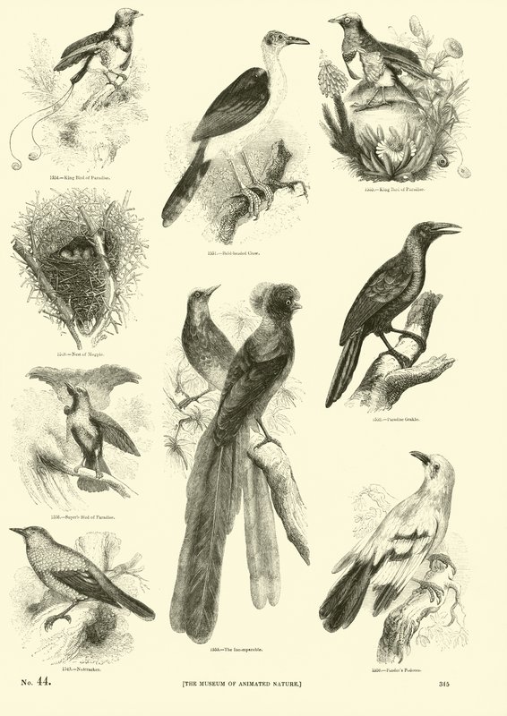 Seite aus dem Bildmuseum der belebten Natur von English School