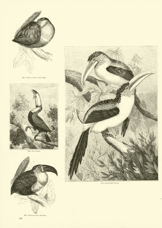 Seite aus dem Bildmuseum der belebten Natur von English School