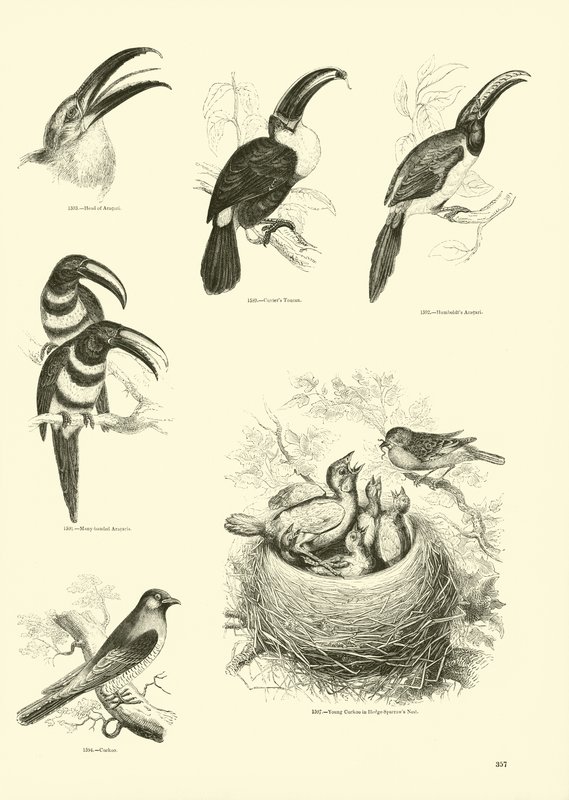 Seite aus dem Bildmuseum der belebten Natur von English School