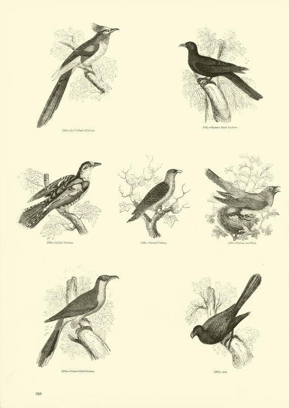 Seite aus dem Bildmuseum der belebten Natur von English School
