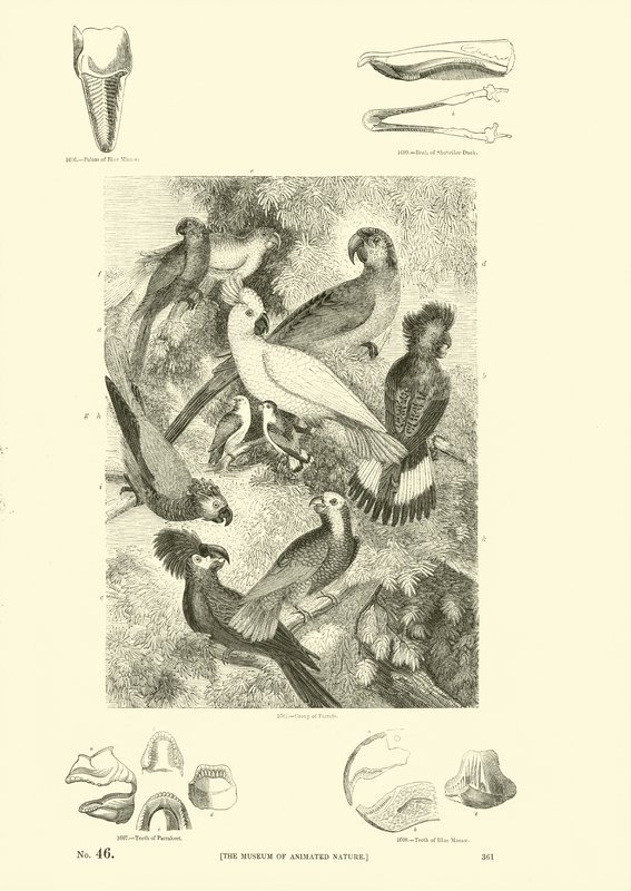 Seite aus dem Bildmuseum der belebten Natur von English School
