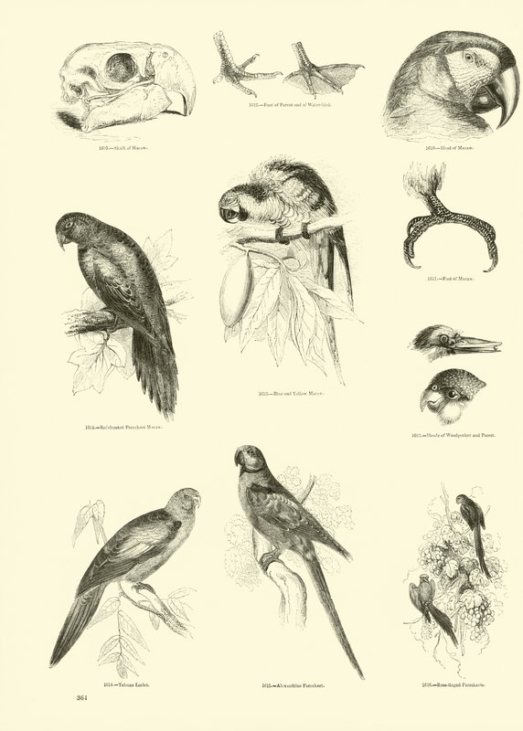 Seite aus dem Bildmuseum der belebten Natur von English School