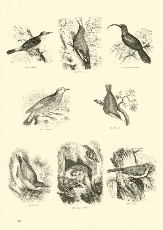 Seite aus dem Bildmuseum der belebten Natur von English School