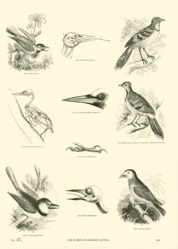 Seite aus dem Bildmuseum der belebten Natur von English School