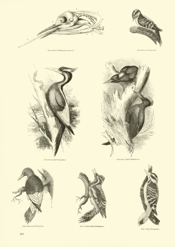 Seite aus dem Bildmuseum der belebten Natur von English School