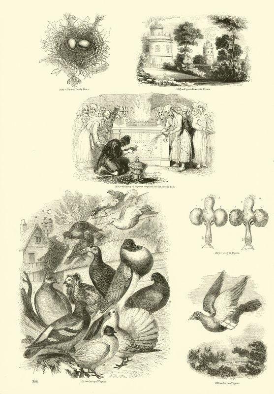 Seite aus dem Bildmuseum der belebten Natur von English School