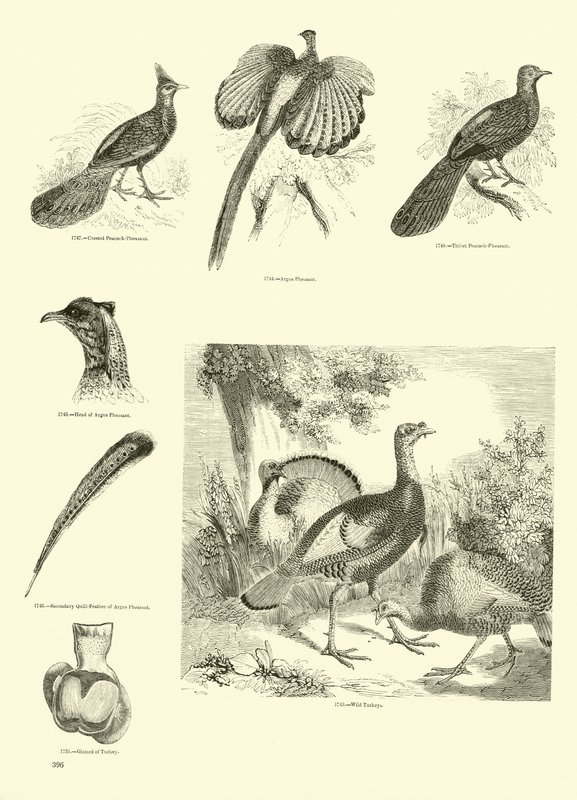 Seite aus dem Bildmuseum der belebten Natur von English School