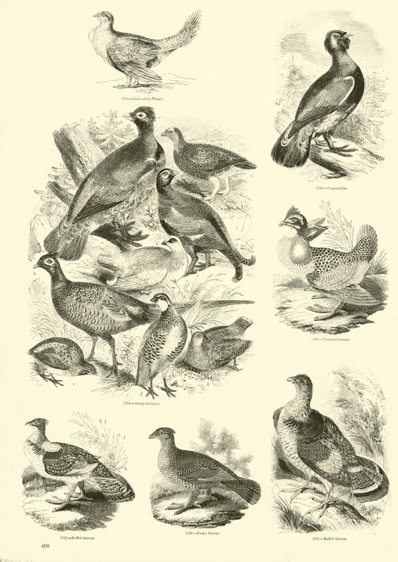 Seite aus dem Bildmuseum der belebten Natur von English School