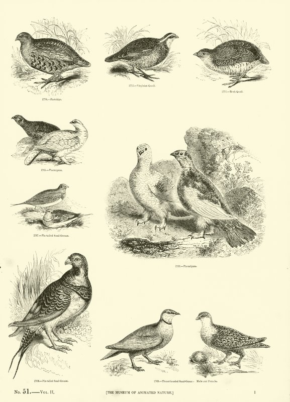 Seite aus dem Bildmuseum der belebten Natur von English School