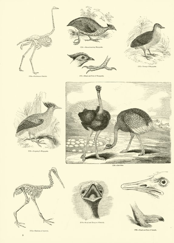 Seite aus dem Bildmuseum der belebten Natur von English School
