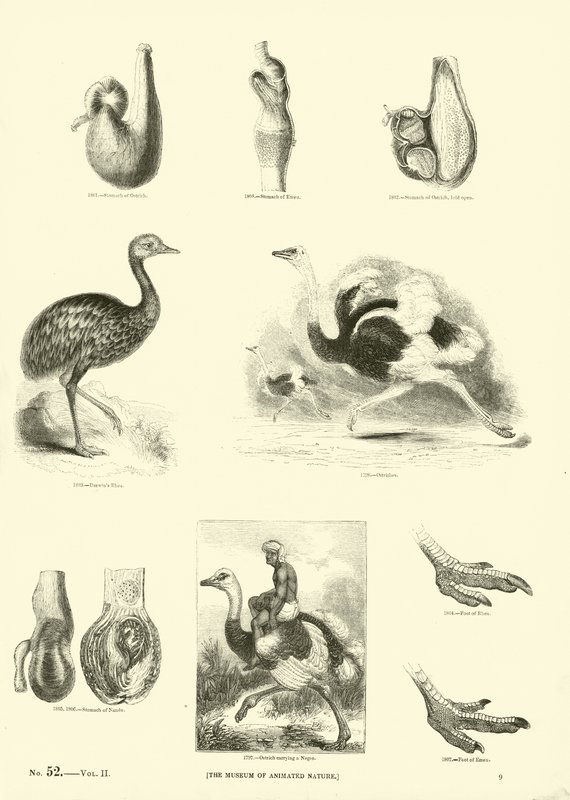 Seite aus dem Bildmuseum der belebten Natur von English School
